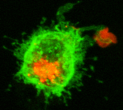 A dendritic cell ingesting antigens