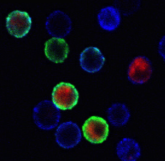 Intracytoplasmic cytokine staining (ICS) of activated lymphocytes