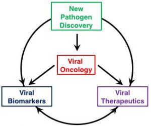 Cancer Virology 4 themes